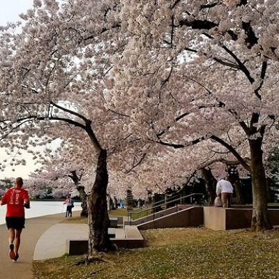 Cherry Blossoms along the Tidal Basin