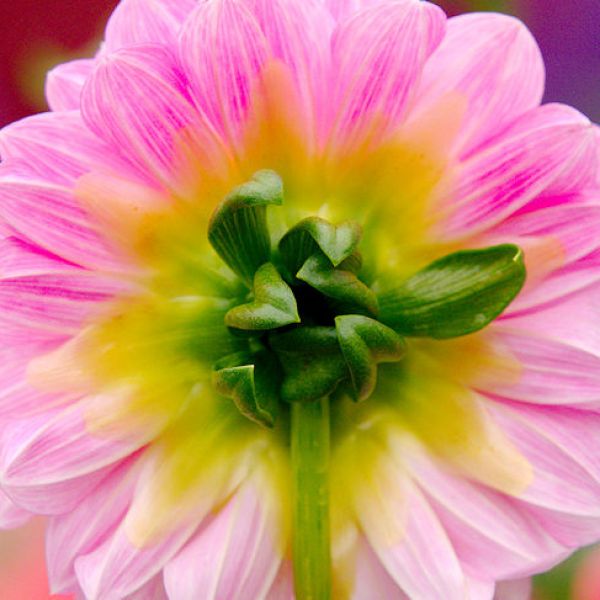 A pink flower blooming