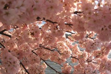 Pink Cherry Blossoms in front of the Tidal Basin