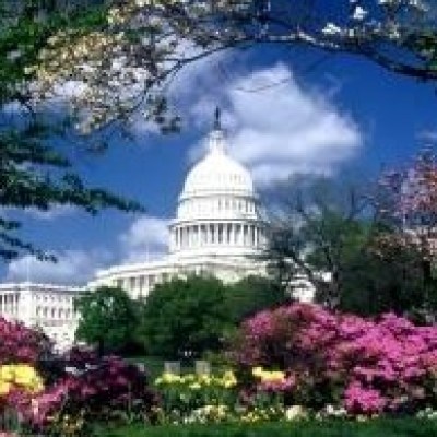 A view of the capital building framed with plants and trees