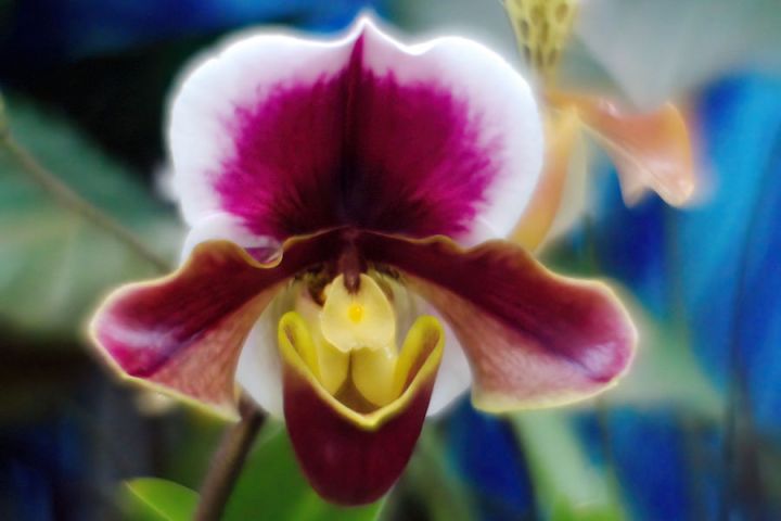 Orchid at the National Portrait Gallery