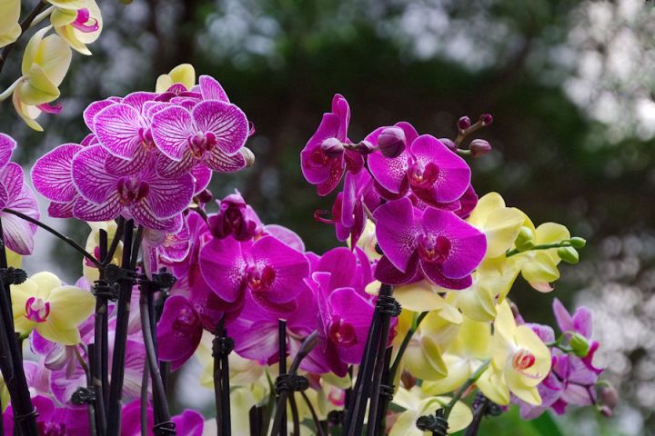The Future of Orchids at the National Portrait Gallery