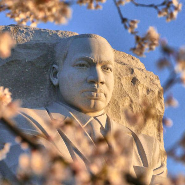 MLK stature framed bu cherry blossoms