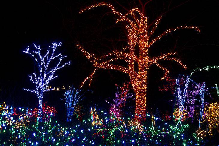 Lights decorating trees