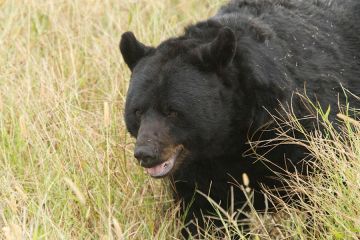 Black Bear Outer Banks