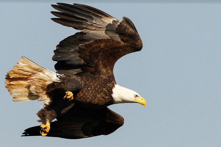 Bald Eagle in flight