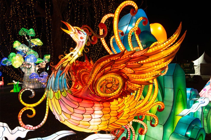 a group of colorful balloons