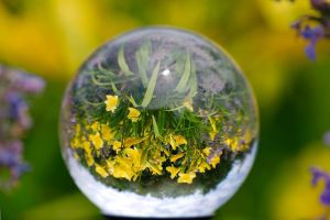 Photographing flowers using a Crystal Ball