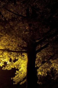Using streetlights to photograph trees