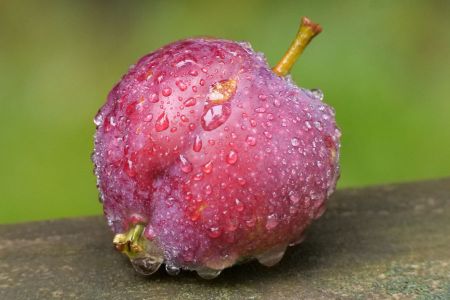 an apple covered with rain drops
