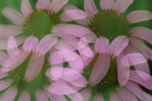multiple exposure of purple cone flower