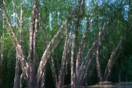 intentional camera movement of grove of trees