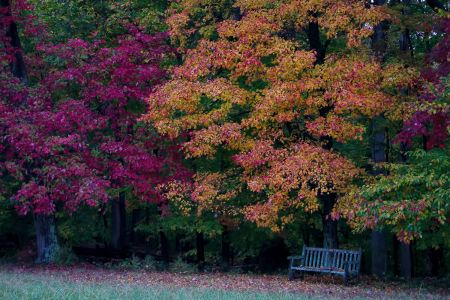 Fall Foliage Gunston Hall