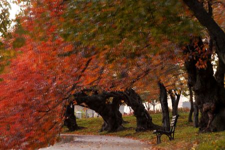 Fall Foliage Tidal Basin