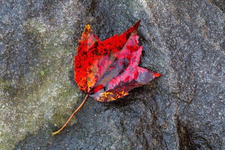 Red Leaf in the rain