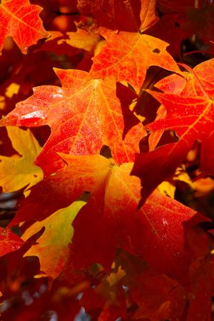 Maple Leaves with dew
