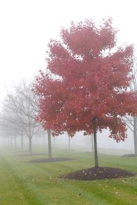 Red Maple in the fog