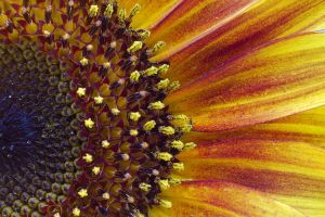 a close up of a sunflower
