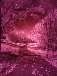 unprocessed infrared image of a path and trees