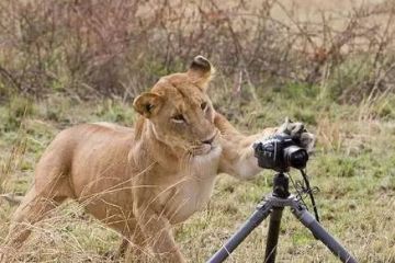 a lion playing with a camera on a tripod