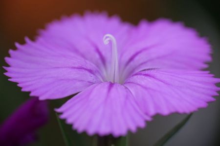 Flower photographed using a Raynox Macro 250 lens