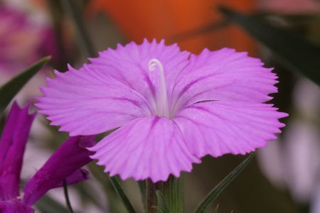 Flower photographed using Extension Tubes