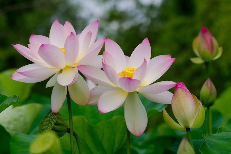 Life Cycle of a Lotus Blossom