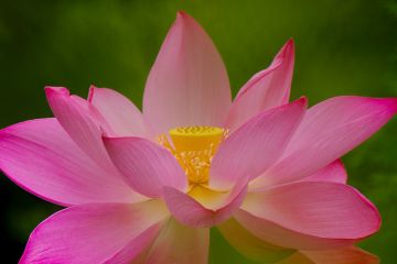 Pink Lotus Blossom at Kenilworth Aquatic Gardens