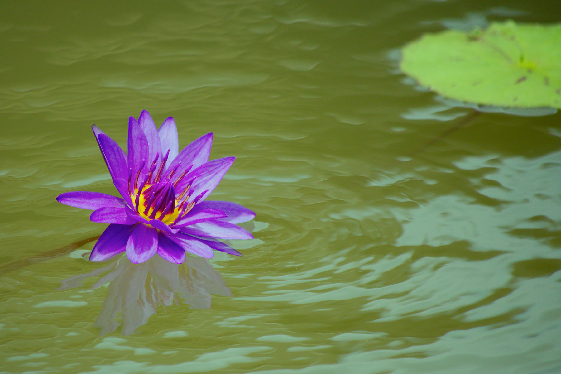 Life Cycle of a Lotus Blossom
