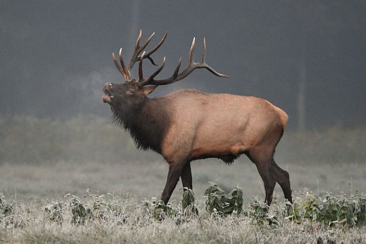 Pennsylvania Elk