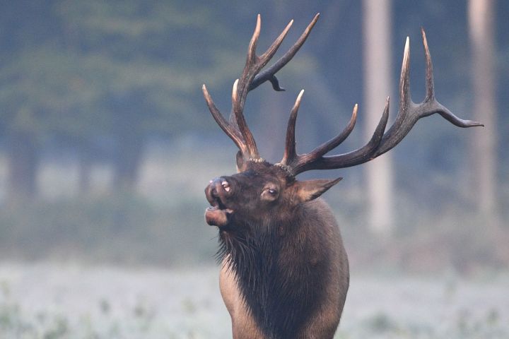 Pennsylvania Elk