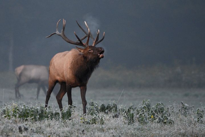 Elk Rut, Benezette, PA