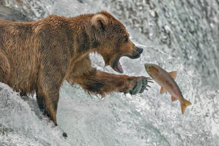 a brown bear catching a salmon