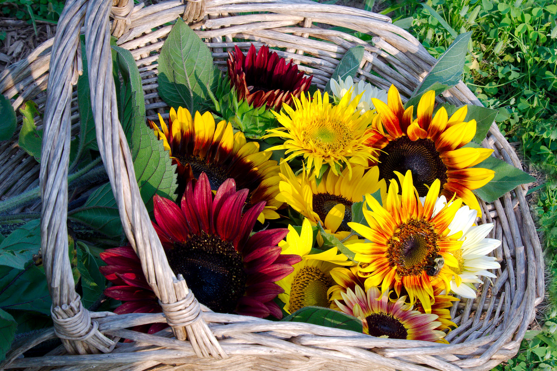 Burnside Farms Sunflowers