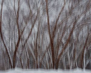 Birch Trees in the Snow