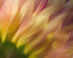 Strawberry Sunflower