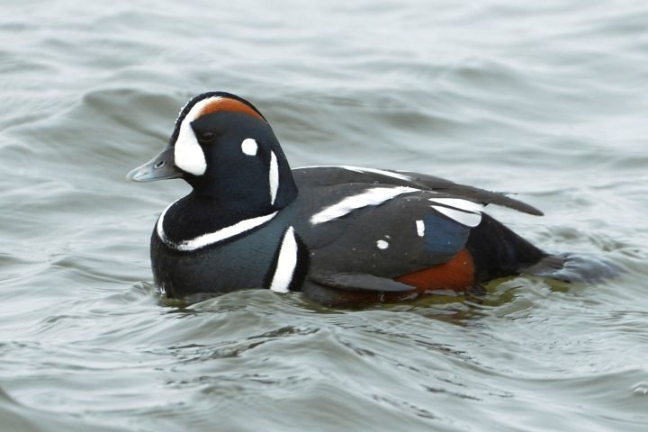 Harlequin Duck