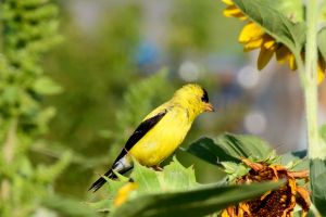 Goldfinch at Burnside Farms, Nokesville, VA