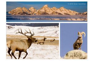 Scenes from Jackson Hole