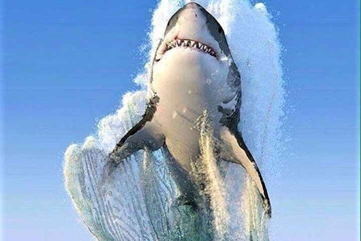Shark leaping out of the water