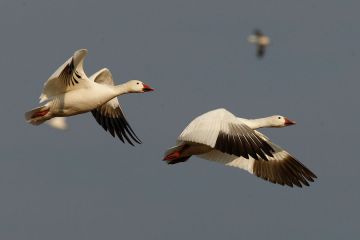Geese at Bombay Hook NWR