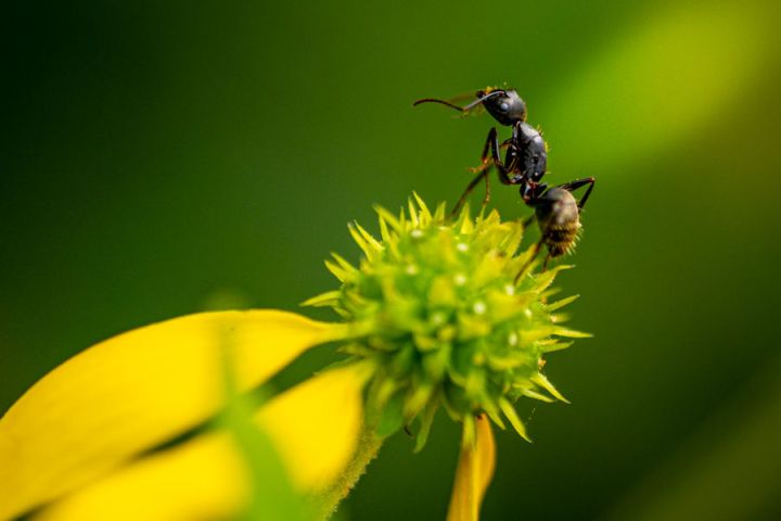 Macro image by Alain Gutierrez