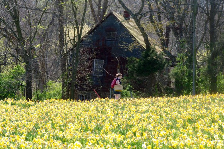 Daffodil Field at Burnside Farms, Nokesville, VA