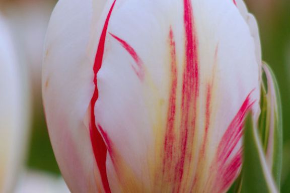 Closeup of Tulip at Burnside Farms, Nokesville, VA