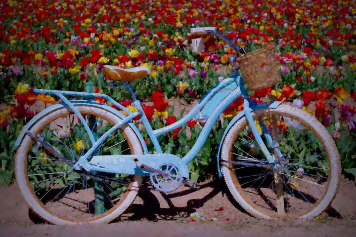 A bicycle parked on the side of a flower field at Burnside Farms, Nokesville, VA