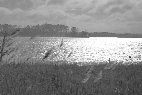 Blackwater Wildlife Refuge, Maryland