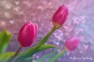 Tulips with Hearts Bokeh
