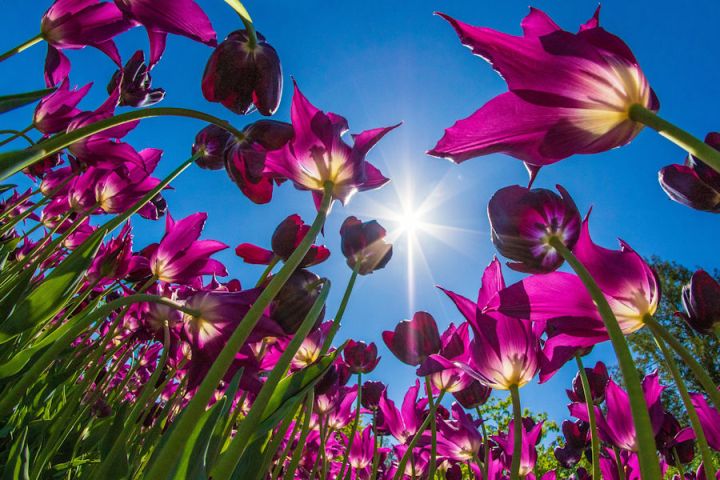 Tulips at Longwood Gardens