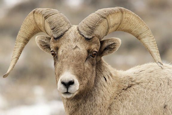 Bighorn Sheep, Jackson Hole, Wyoming