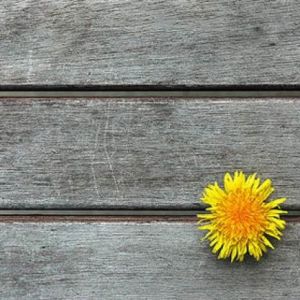 a close up of a flower